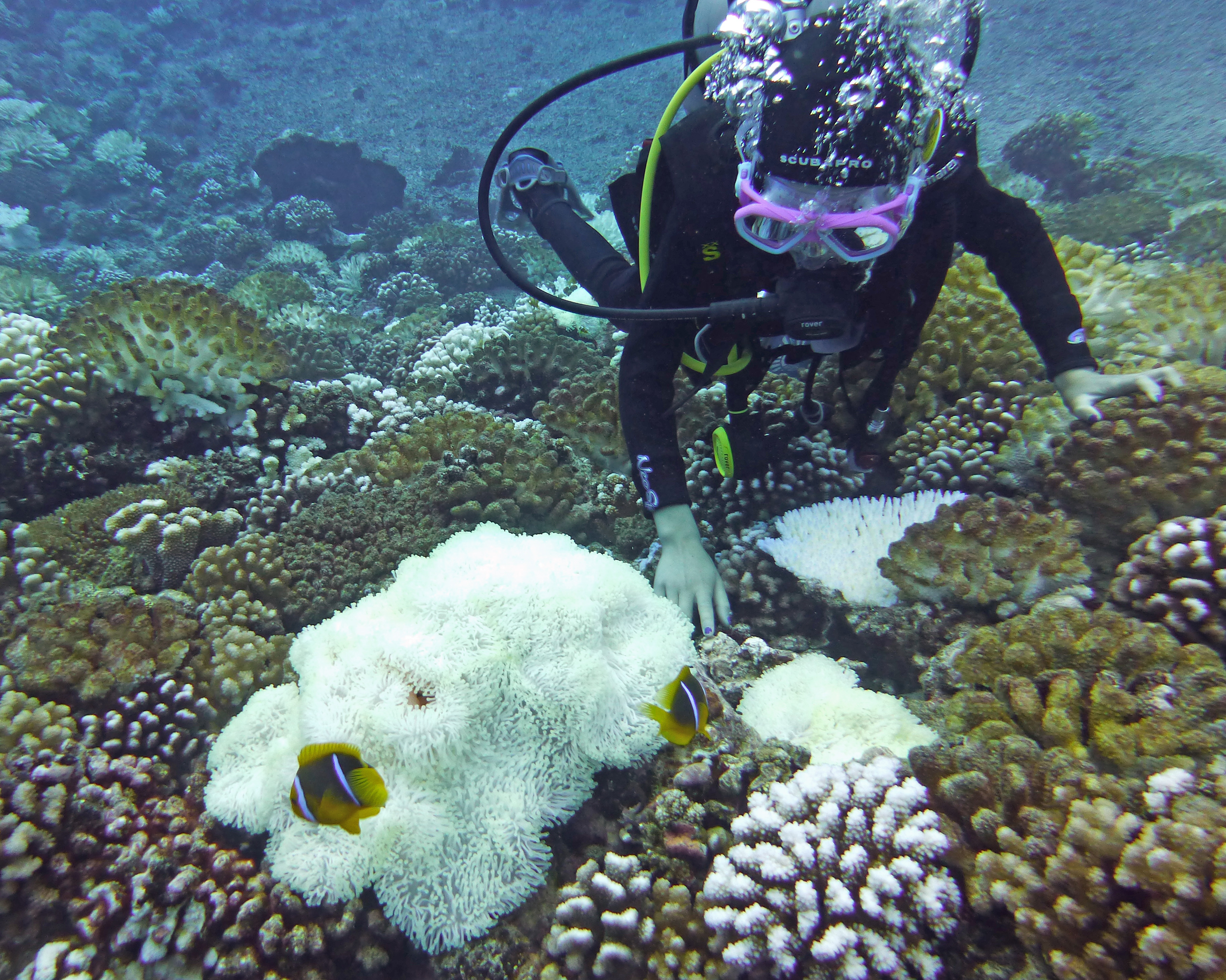 Zara and bluestripe anemonefish, Mo'orea, French Polynesia 2019.